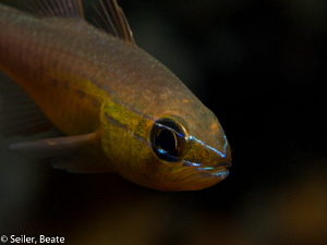 Cardinal fish by Beate Seiler 
